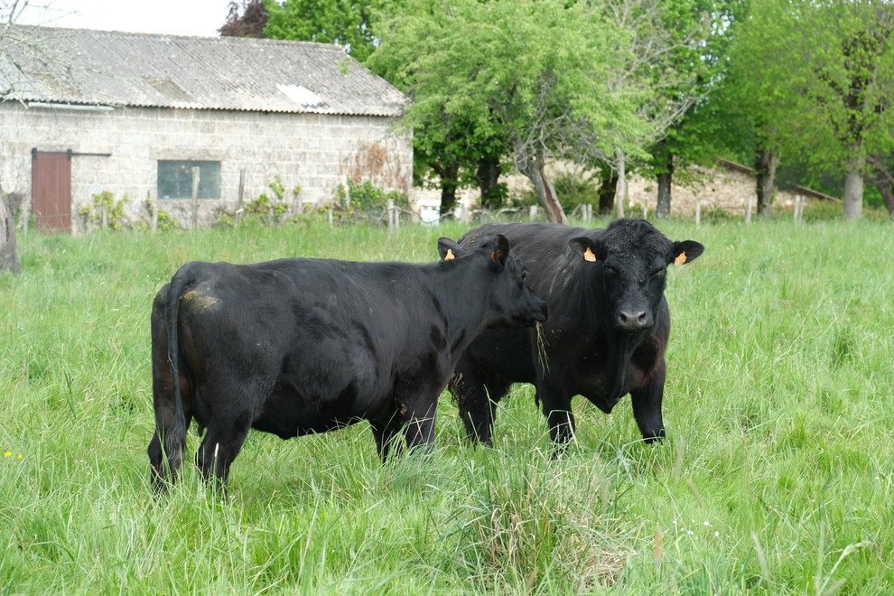 Le troupeau bovin de race Angus, que Delphine et Fabien Prunet introduisent progressivement, est maintenu en extérieur dans les prairies de l'exploitation. Le troupeau bovin de race Angus, que Delphine et Fabien Prunet introduisent progressivement, est maintenu en extérieur dans les prairies de l'exploitation.