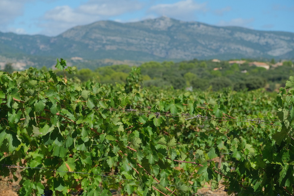 L'âge moyen des vignes : 30 à 40 ans​.