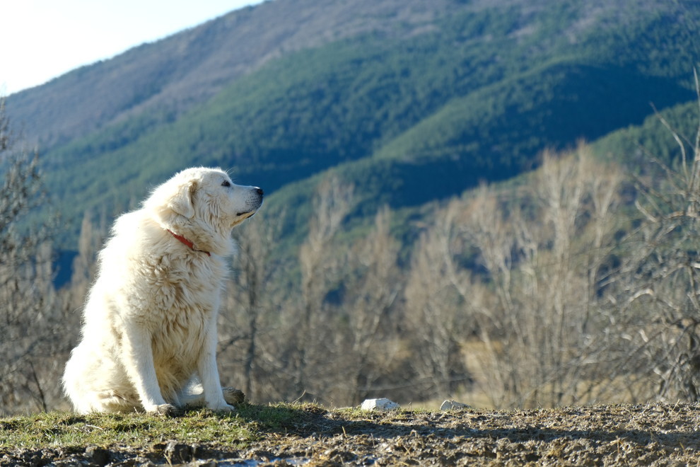 Le patou ou chien des Pyrénées est utilisé pour garder les brebis. 