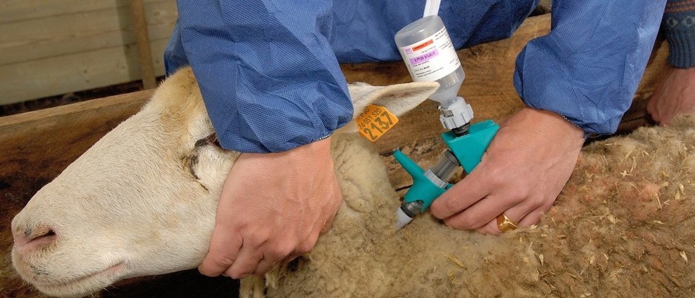 Vaccination contre la fièvre catarrhale ovine.