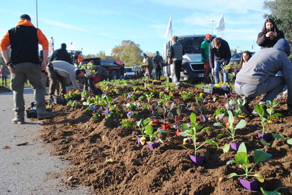Dans le Var, les agriculteurs ont investi le rond point de la Paix sur lequel ils ont représenté d'un côté une agriculture vivante avec un champ et de l'autre une agriculture qui se meurt. (c)JA 83 Dans le Var, les agriculteurs ont investi le rond point de la Paix sur lequel ils ont représenté d'un côté une agriculture vivante avec un champ et de l'autre une agriculture qui se meurt. (c)JA 83