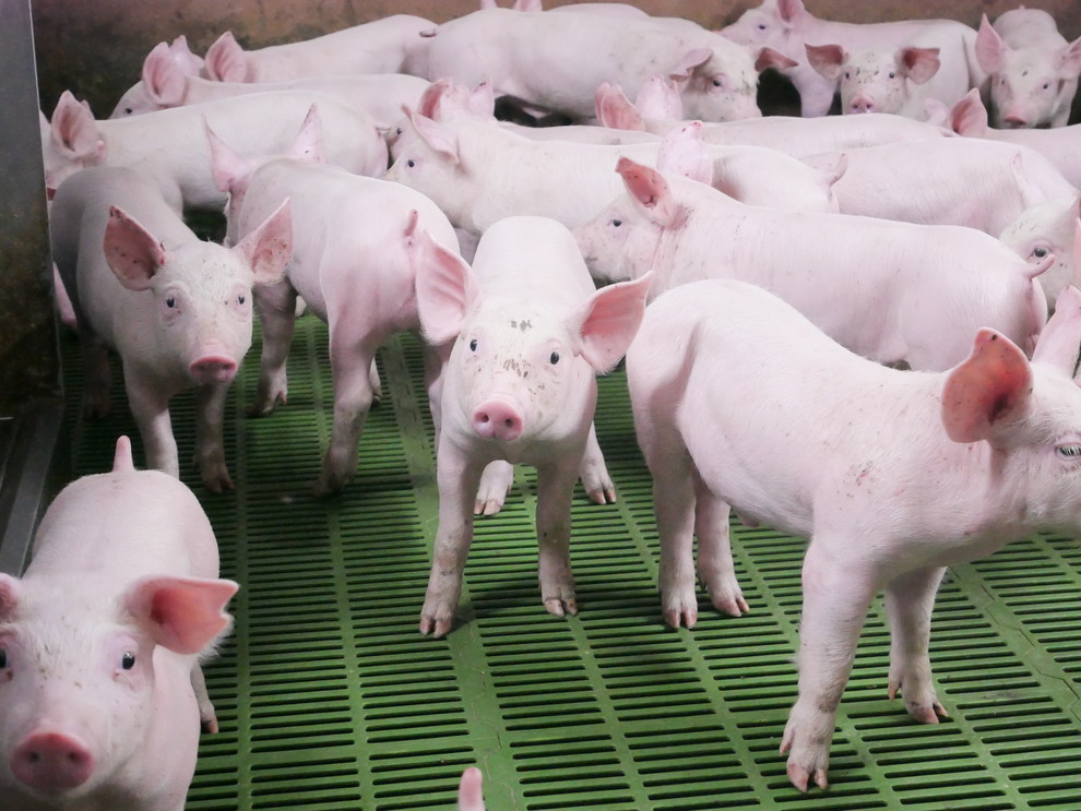 © Clémentine Vignon Comme 95 % des porcs français, ceux de William sont élevés en bâtiment sur caillebotis.