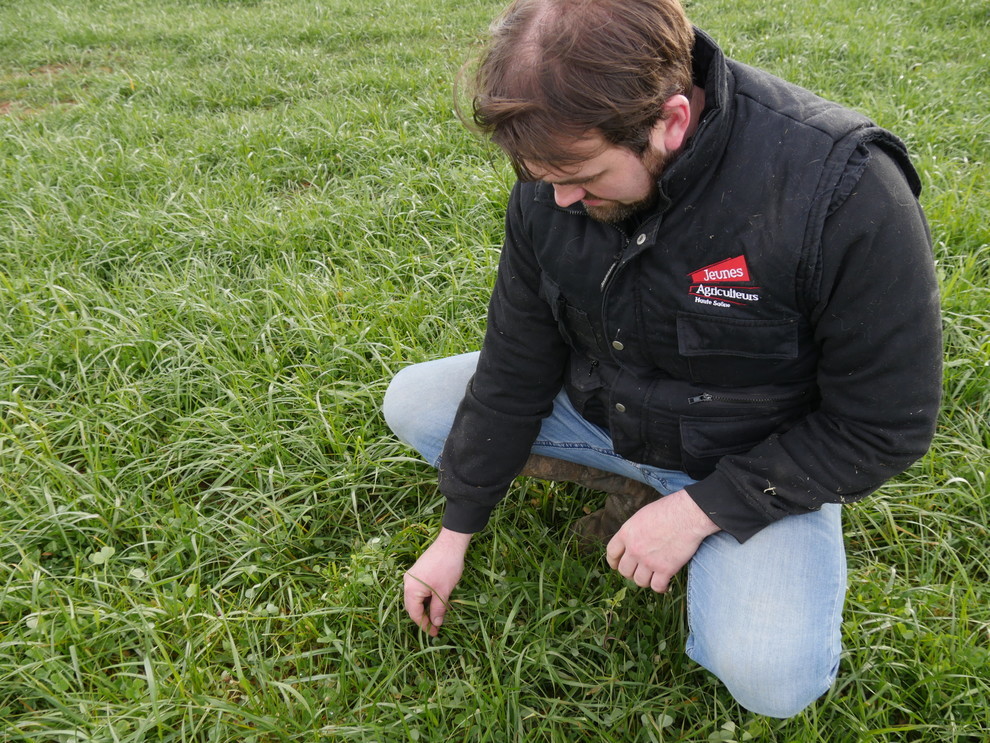 Gérald inspecte sa combinaison raygrass-trèfle dans un de ses champs.