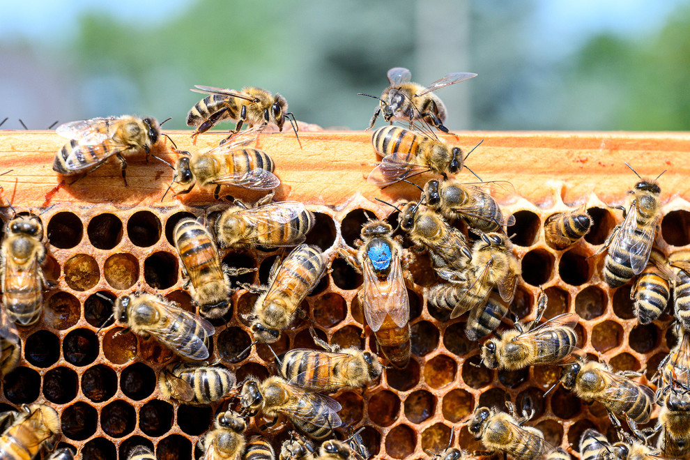 Abeilles autour de leur reine. Abeilles autour de leur reine.