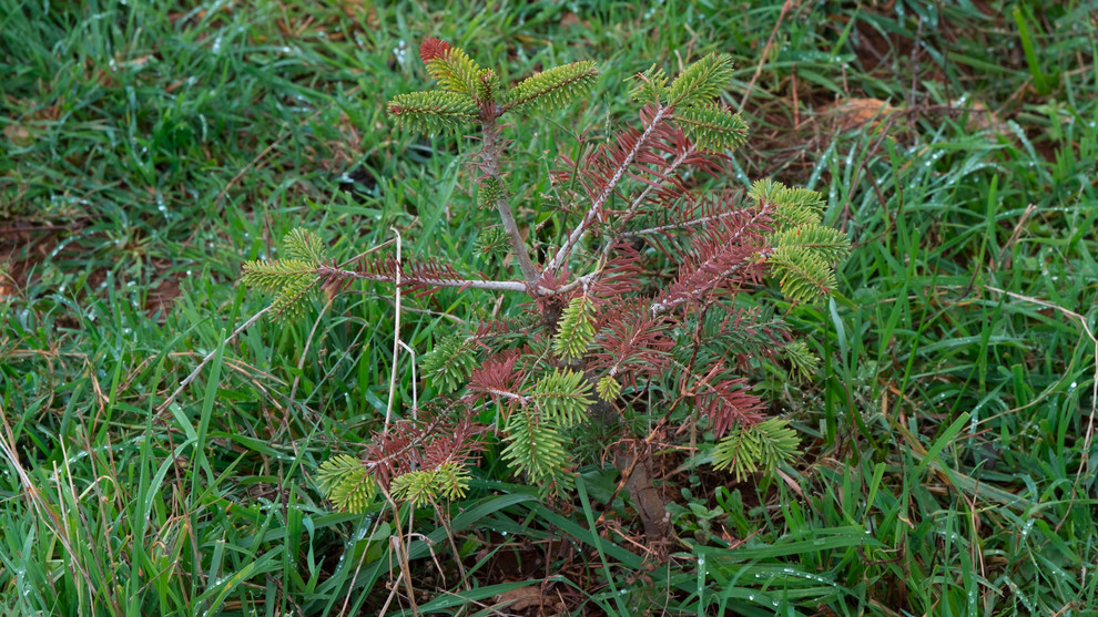 En automne, les sapins prennent une teinte marron. Crédit : Clémentine Vignon En automne, les sapins prennent une teinte marron. Crédit : Clémentine Vignon