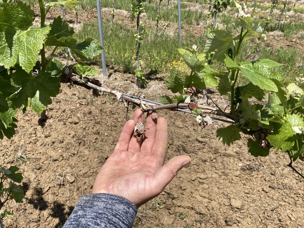 vignes brulées