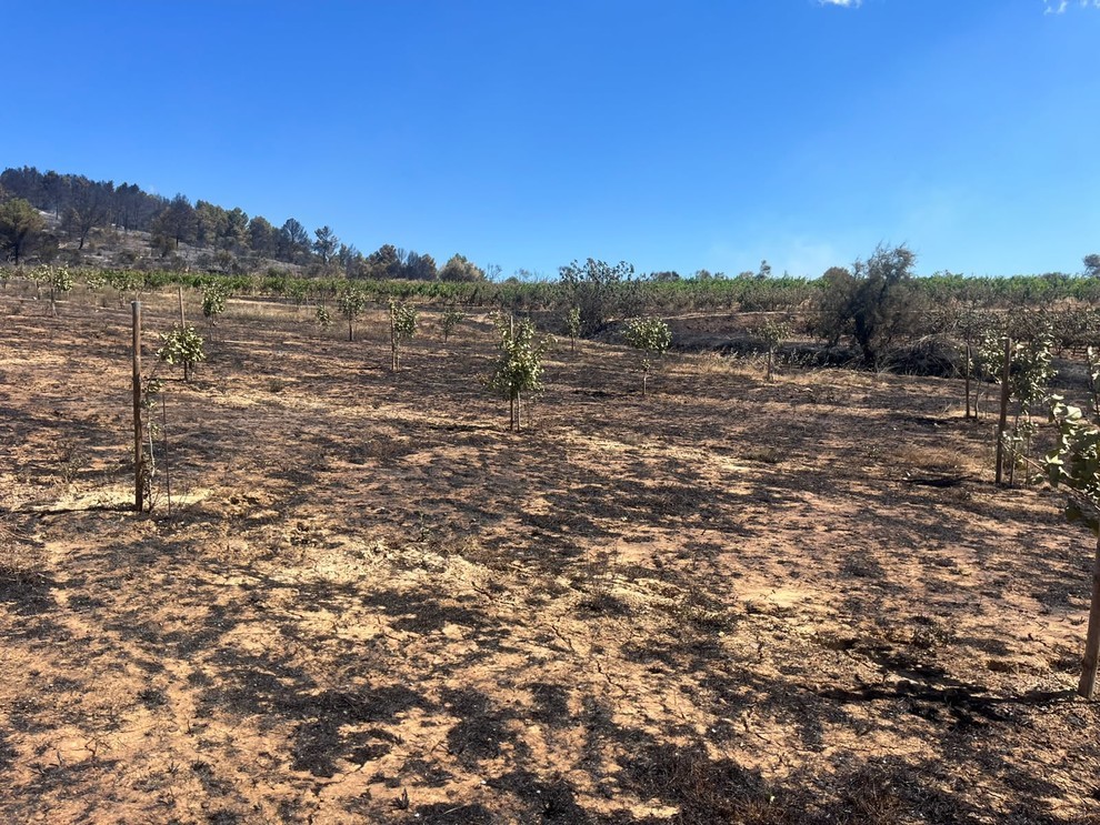Après le passage du feu sur sa parcelle de pistache, sur 80 ares, en plantant 150 sujets.