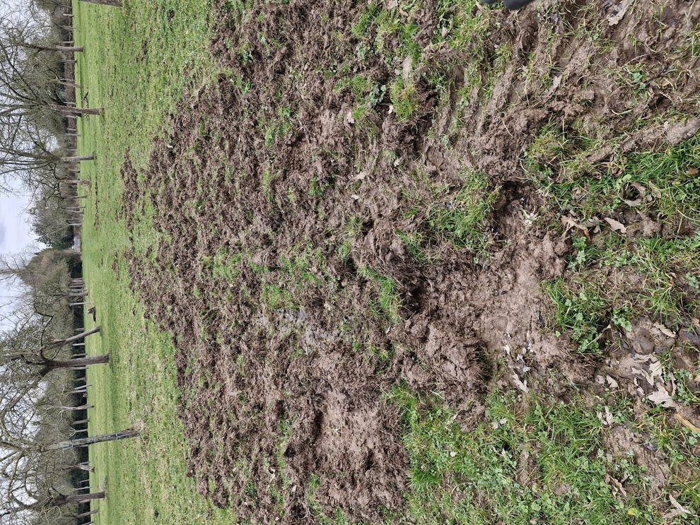 Parcelle dévastée : les sangliers retournent le sol à la recherche de vers de terre, laissant derrière eux un terrain propice aux mauvaises herbes.
