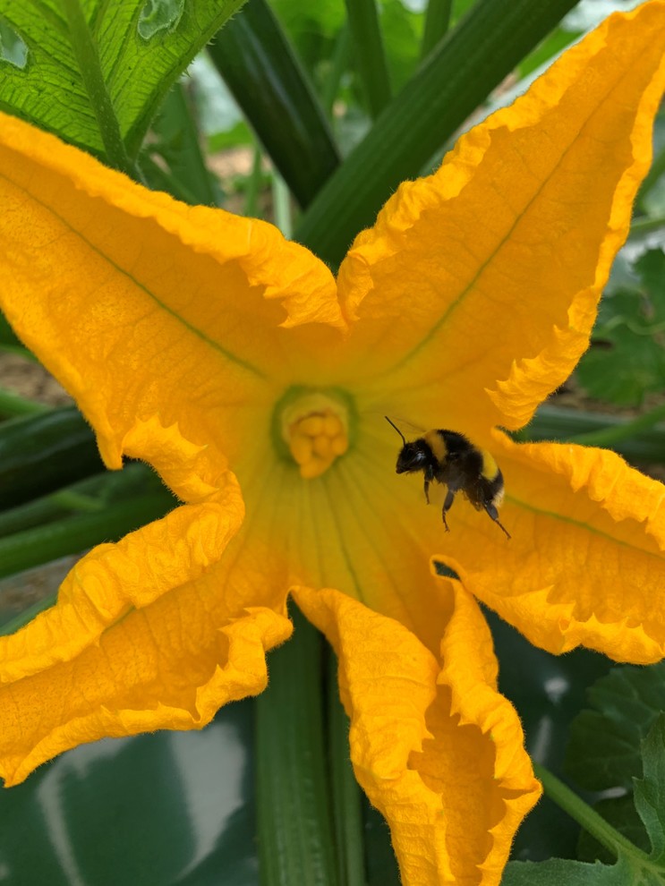 Un bourdon pollinisateur