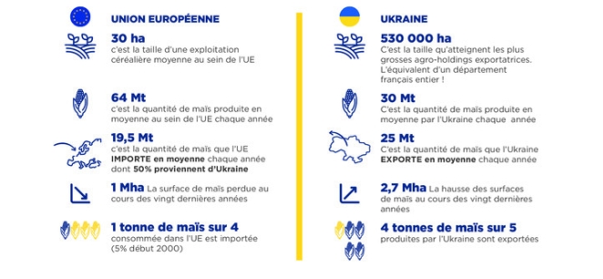 Secteur du Maïs au sein de l'UE VS secteur du Maïs en Ukraine.