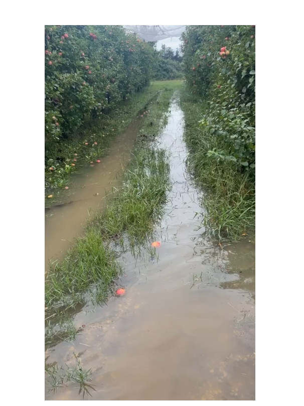 Des pommes qui se gorgent d’eau. Crédit : Lugdivine Mannoni
