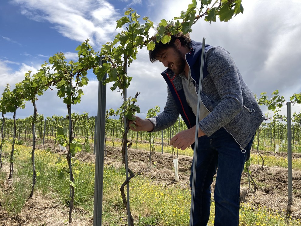 Entretien de la vigne