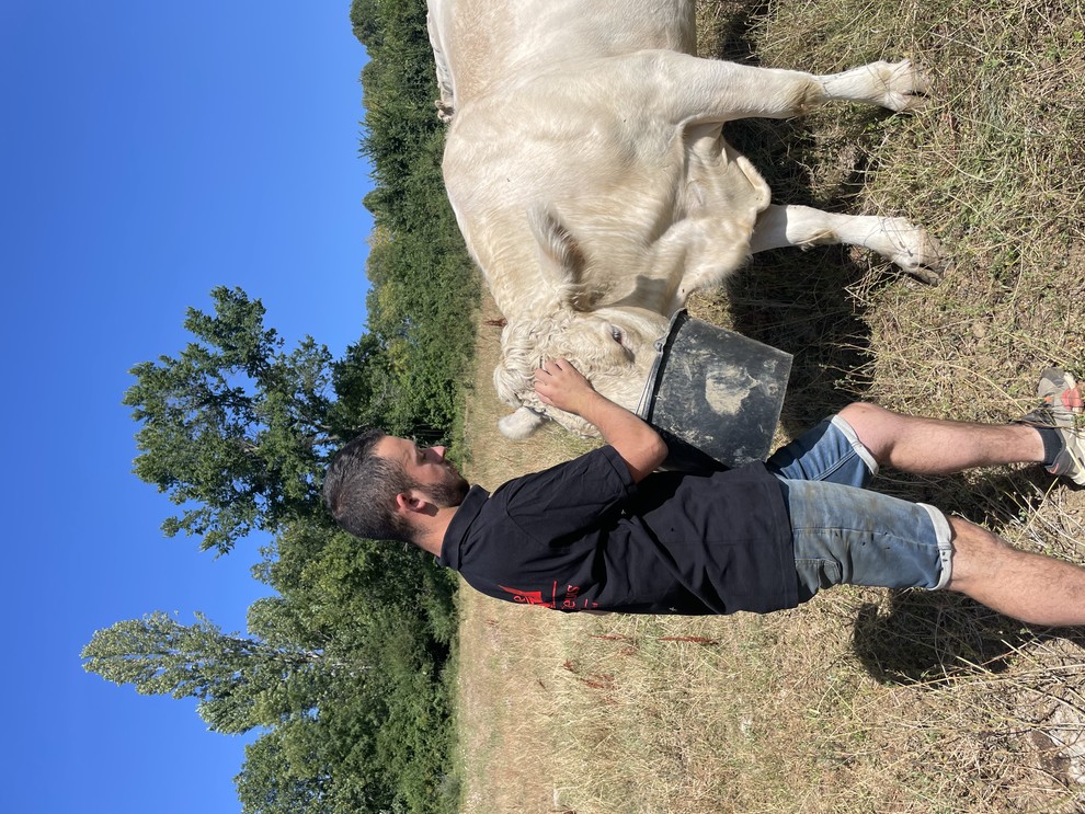 Jérémy en complicité avec Lolita, sa vache star