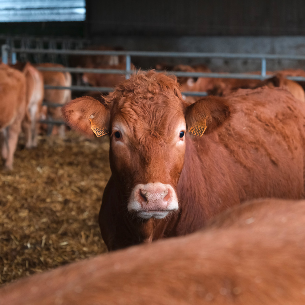 Vache limousine. Vache limousine.