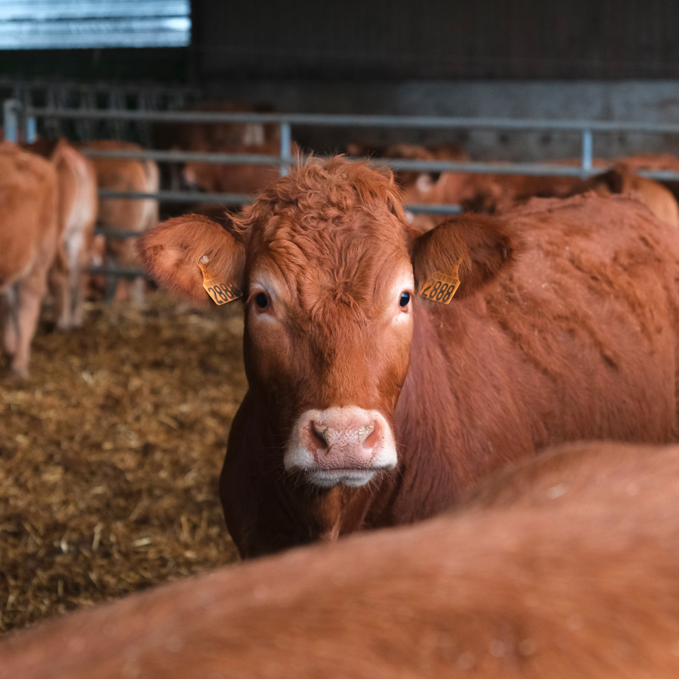 Vache limousine. 