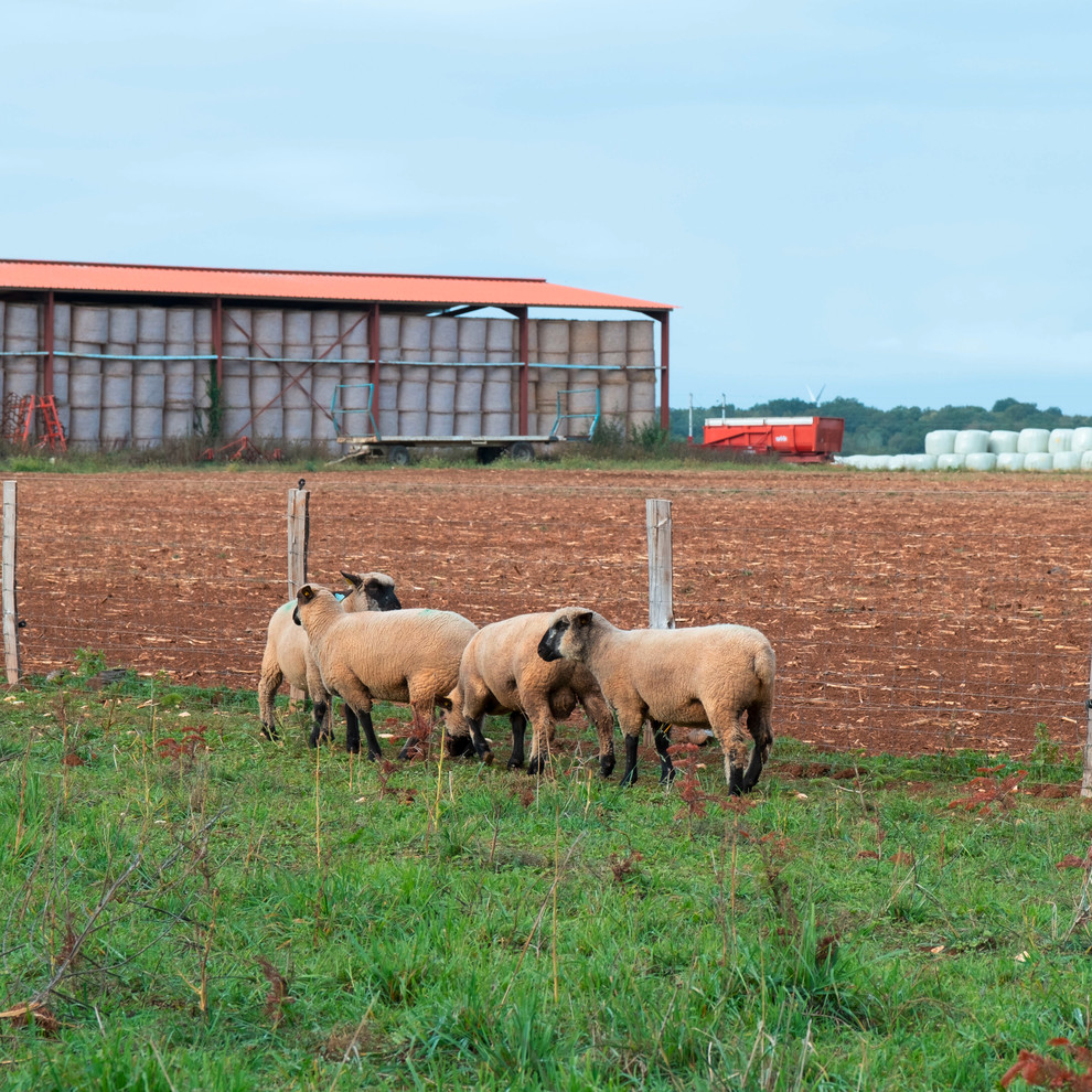 Moutons de la race Shropshire