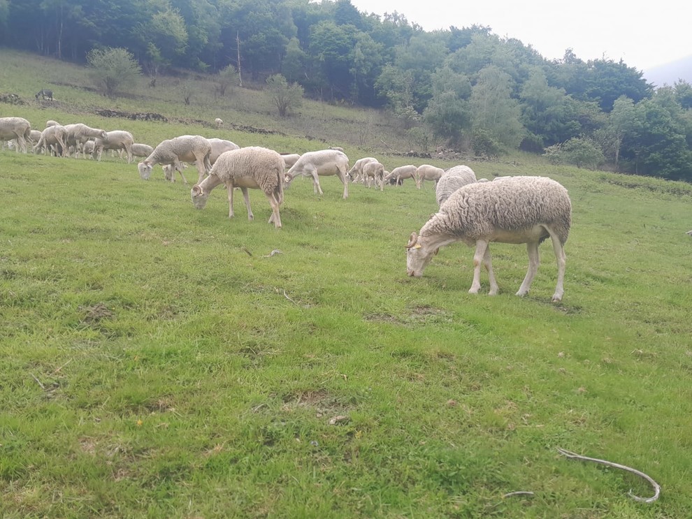 En 2025, il a acheté 105 tarasconnaises, une race pyrénéenne à laine frisée que l'on trouve dans les Pyrénées centrales. Elle est issue d'une population très ancienne venue de Syrie. 