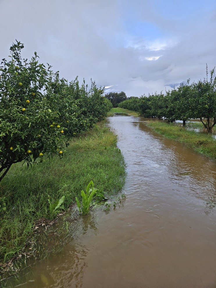 Arbres fruitiers sous les eaux. CP - Flaviu